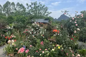 桂林可以期待一个世界级的花海吗？图片