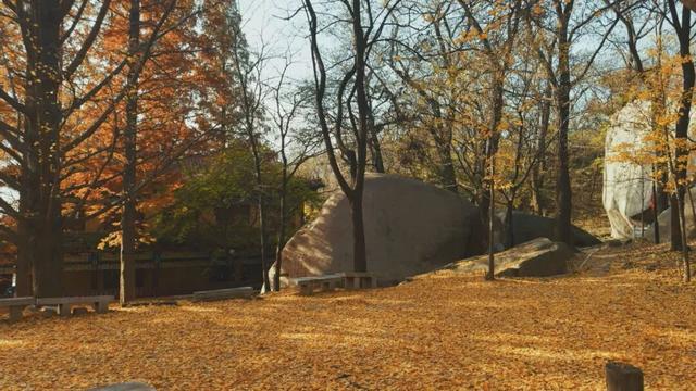 平度这里迎来最佳观赏期