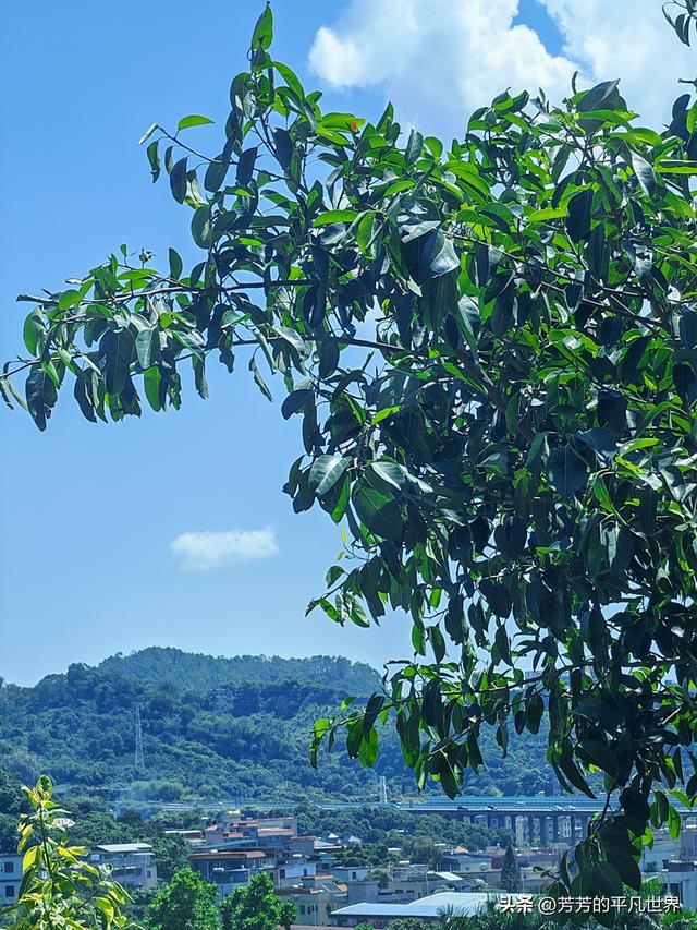 大湾区晨画