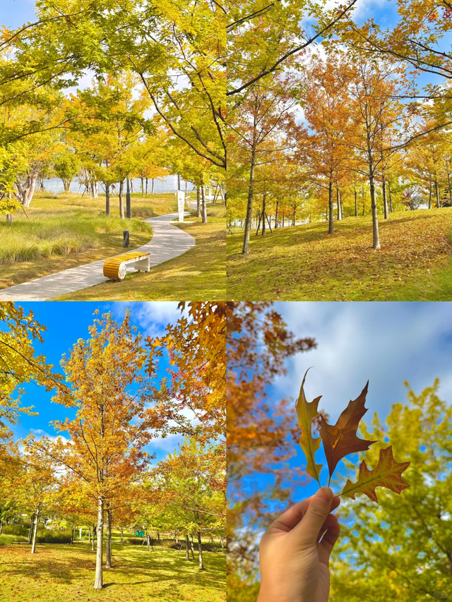 成都赏秋指南！9个绝美的秋日氛围感公园，黄了，免费！