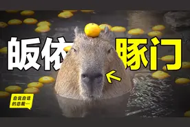 水豚：情绪稳定，为什么它有“治愈心灵”的魔力？图片