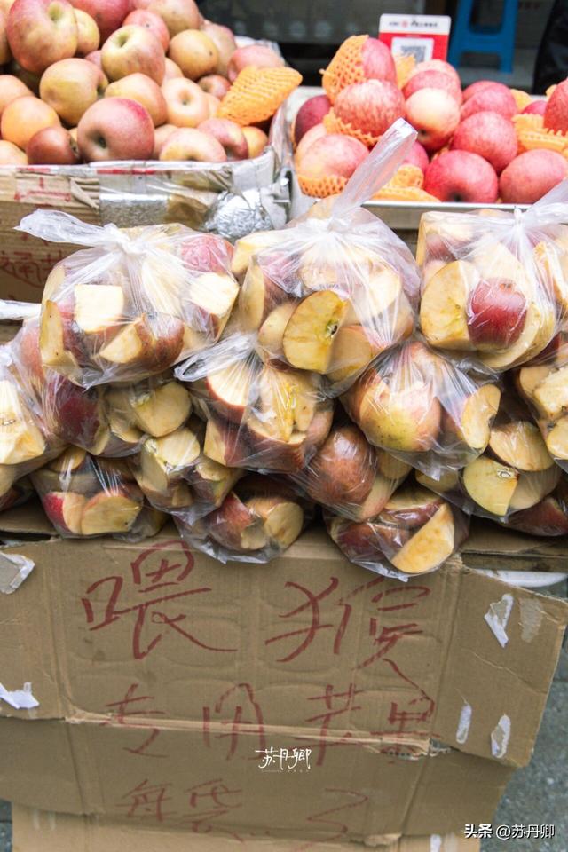 为了一只猴子！我从武汉跑去了贵阳！黔灵山的魅力不止是有猴子