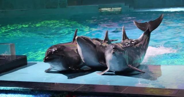 “华南第一女训鲸师”消失的十年：被白鲸拖下水后，她选择亲手拆穿海洋馆的残酷真相