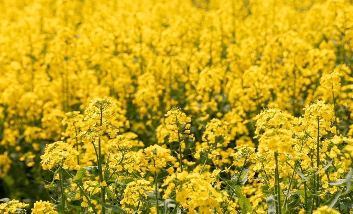 拉萨8月31号天气预报(8月30日—9月8日,全国多地降雨频发,各地降水似乎没停) 拉萨8月31号天气预报(8月30日—9月8日,全国多地降雨频发,各地降水似乎没停)