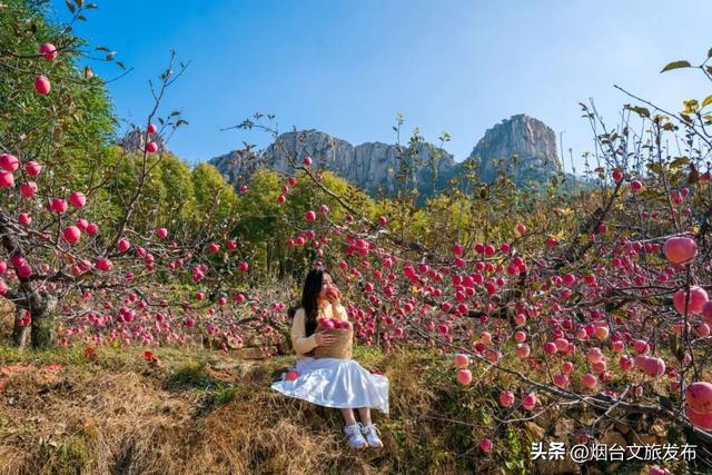 【乐享烟台】任贤齐爱吃的烟台苹果，采摘攻略来了！