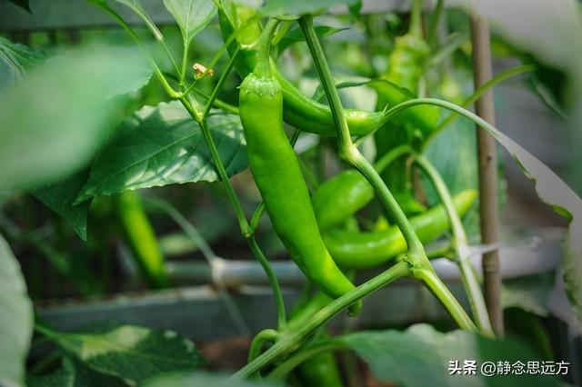 河南人去了潍坊和日照，直言不讳：潍坊人和日照人气质截然不同！