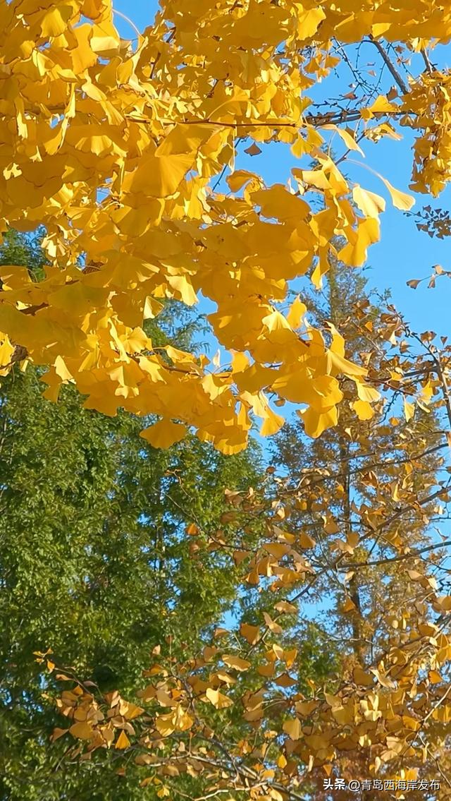 “暂停”秋天,西海岸这8条道路落叶缓扫!