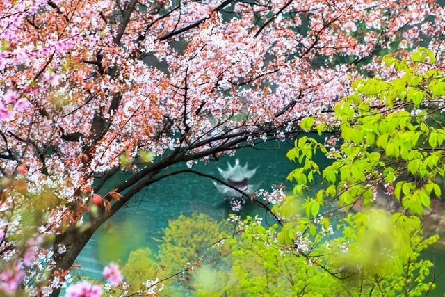 免费送票！2026武汉清凉寨樱花文化旅游季，3月7日盛大迎客！