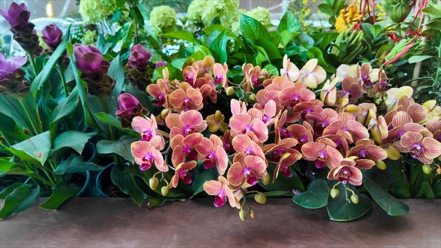 广州白云T3航站楼启用：全国最大单体机场诞生，岭南花城新地标