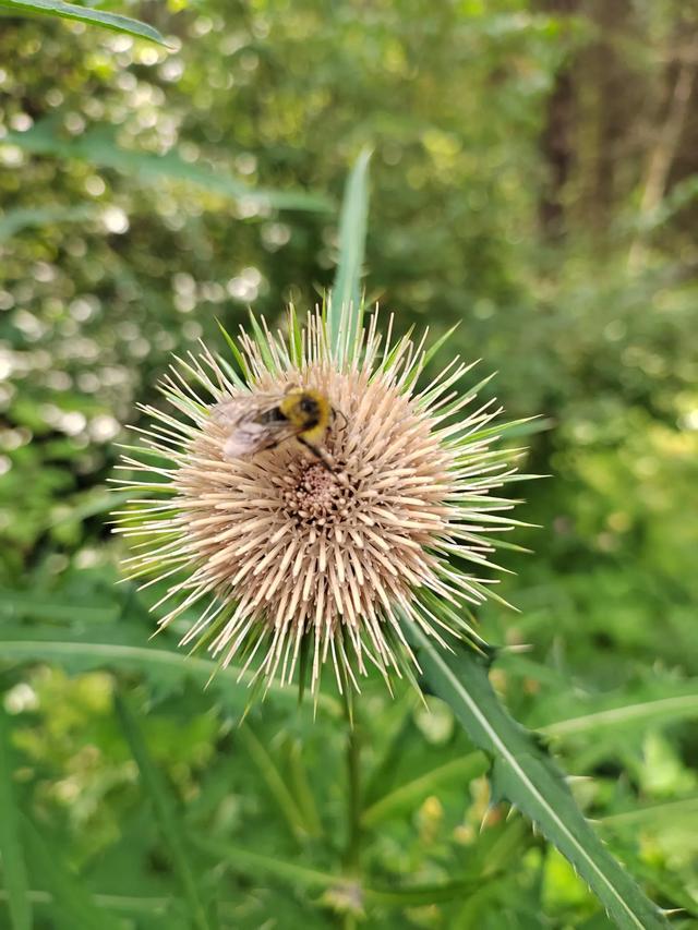 官鹅沟的植物