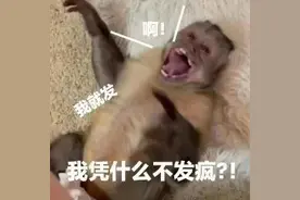 猴子表情包，收藏起来，你用的到图片