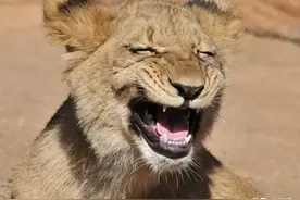 12个笑破你肚子的笑话，都是真正搞笑的段子，看完笑死人图片