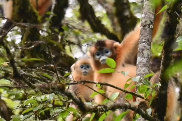 喇叭河红叶巅峰期打卡攻略，彩林秘境+野生萌兽，秋假带娃研学首选！