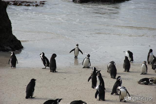 南部非洲：南非开普敦企鹅岛