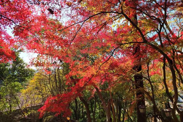 浙江宁波这处城中秘境被人忽略，但是秋色比油画还美，拍照特出片