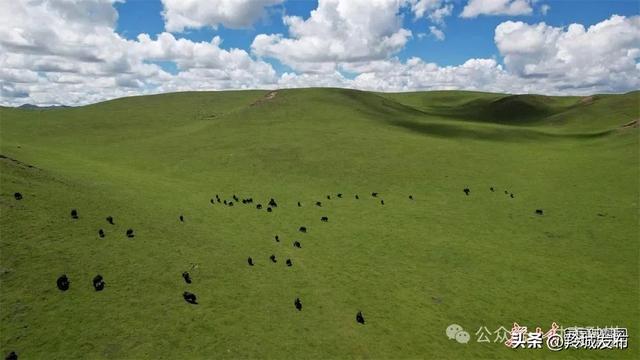 甘南合作：美仁草原铺展诗画风光 八方游客沉醉秋日美景