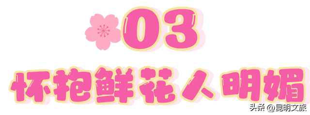 满屏治愈！这个冬日，你一定要去趟斗南花市，邂逅一场流动的彩色盛宴~