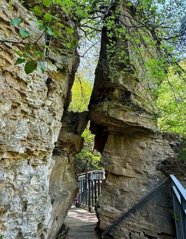 郑州免费童话森林！3公里天然红毯美哭了！