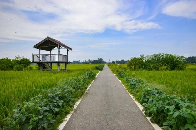 稻浪、长廊、观景台……新津宝藏乡村，“丰”景入画