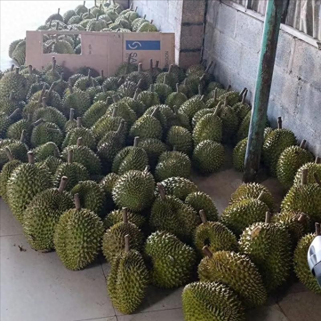 失去中国市场后，大量水果烂在地里卖不出去，才后悔“得罪”中国