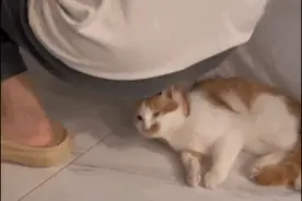 猫最大的天敌是主人吧？谁家好主人，每次放屁都要怼到猫头上去啊图片