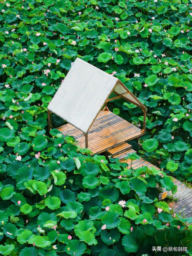 武汉蔡甸新增国家3A级旅游景区