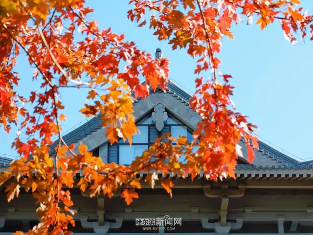 哈尔滨工程大学枫叶又红啦！