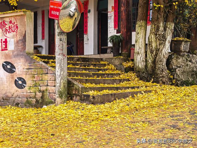 古村金叶醉游人 修文大木村古银杏群落初冬展韵