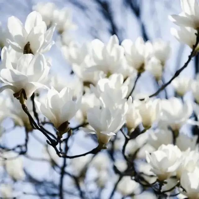 市花，一座城市的名片