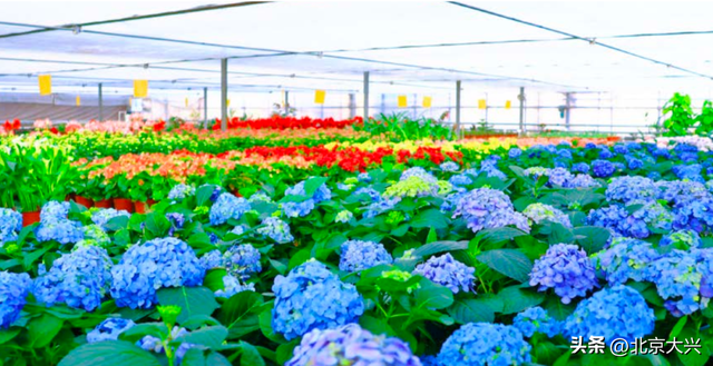 “6+5+3” | 庞各庄西瓜小镇：解锁快乐休闲新地标！