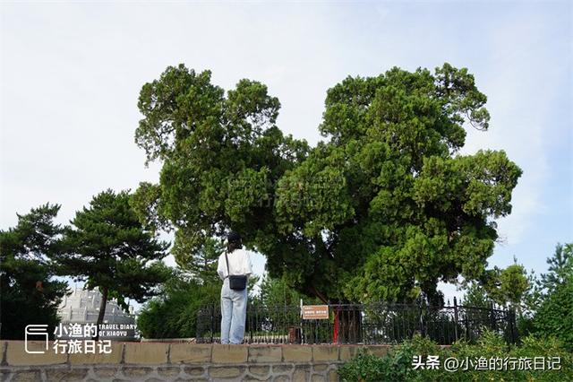 太神奇了！陕西有棵千年古树，长成了“中国地图”，康熙曾来拜谒