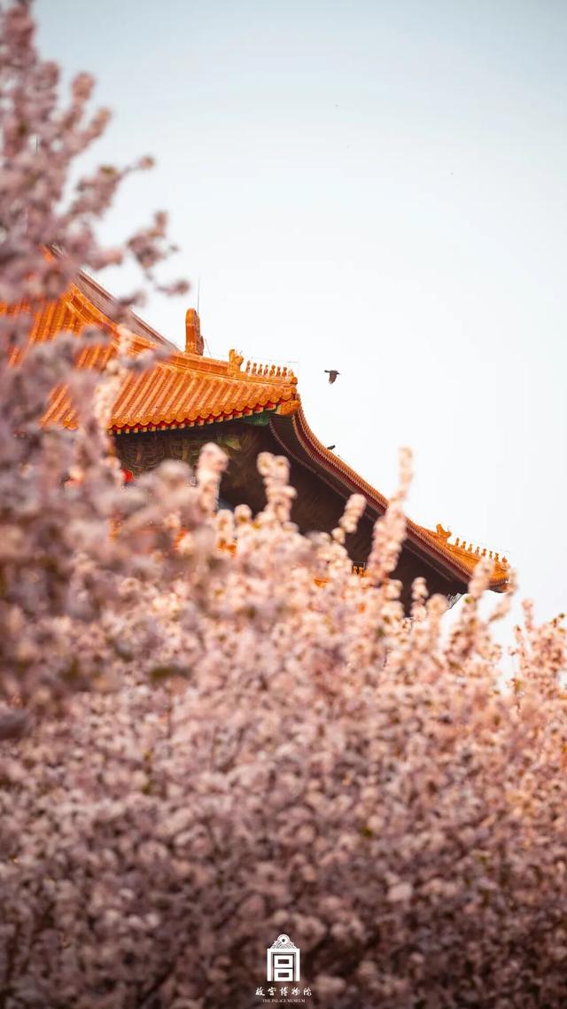 故宫四季美景一览，震撼高清美图预警！