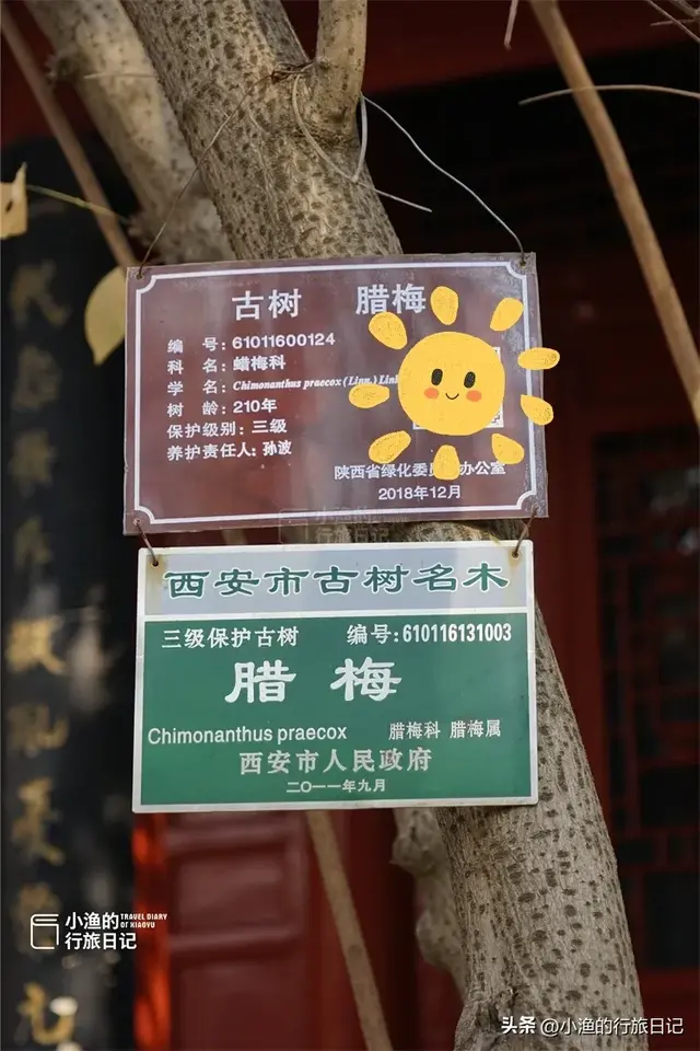 老西安都不知道的宝藏地：常年清静、游人不多，又到冬日最美时