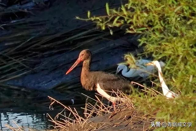 立秋洋河观鸟记