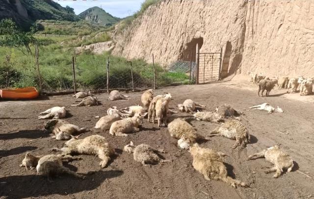 村民称2只狼咬死羊圈30只羊 当地回应