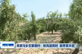 柳林高家沟乡石家咀村：秋风送爽时 酸枣喜丰收图片