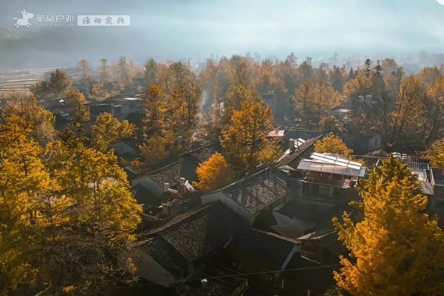 11月的云南腾冲，3000株银杏迎来黄金观赏期，美成人间仙境！