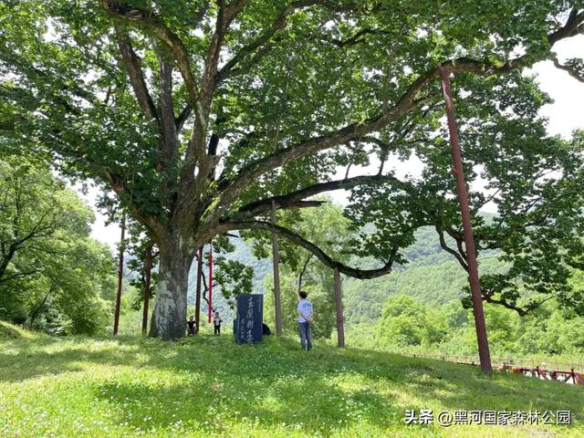 夏末秋初送清凉，来自黑河国家森林公园的惊喜等你查收~