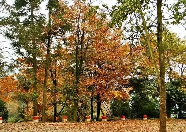 邛崃秋假放大招！这些景区免门票啦，亲子错峰游直接冲