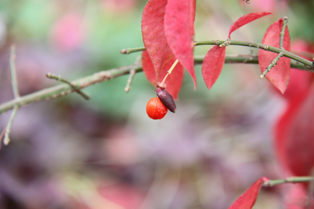 超出片！江阴这些地方“红了”！