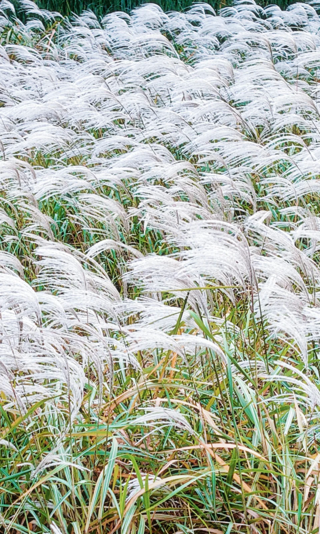 来临沂看日出！逛早市！一起「点靓」沂河的夜
