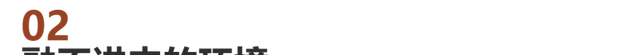 中产陪读父母#带着孩子逃离东南亚
