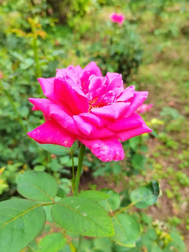 石太公园的初秋