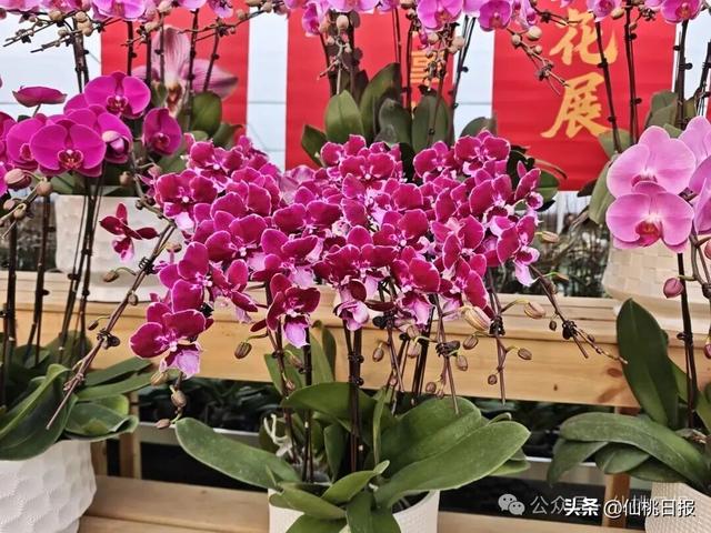 仙桃最大的户外游乐场正式开园！人气超火爆……