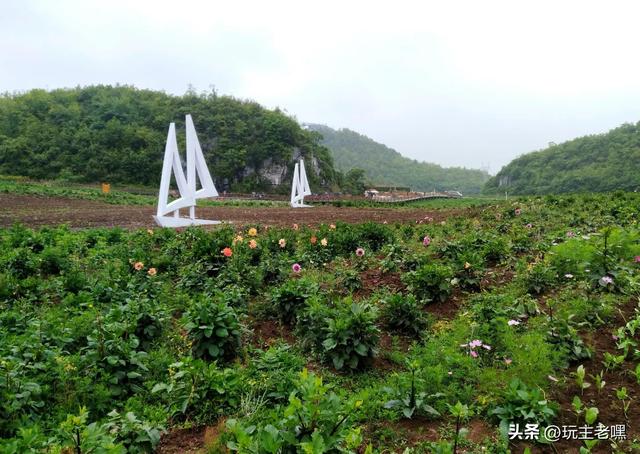疆藏云贵行99，彝山花谷