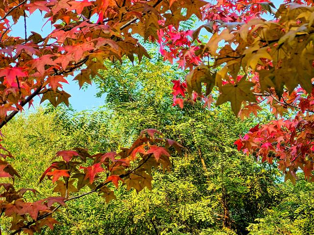 一眼沦陷！快去这片枫林秘境打卡最美秋天