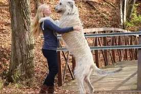 世界上最高的犬种 — 爱尔兰猎狼犬：傲视群雄的巨犬，一览众狗之冠图片
