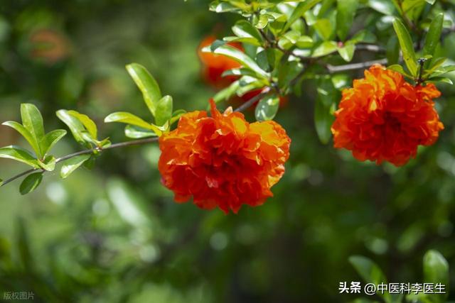 石榴再次引起关注！老话说“一个石榴五副药”，功效和禁忌需搞清