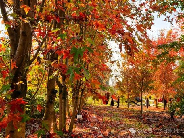 绝美！快来崇州收藏这份限定秋色