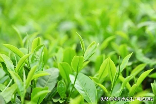 你会专程为了吃而跑一趟柳城吗？我的答案是：会！
